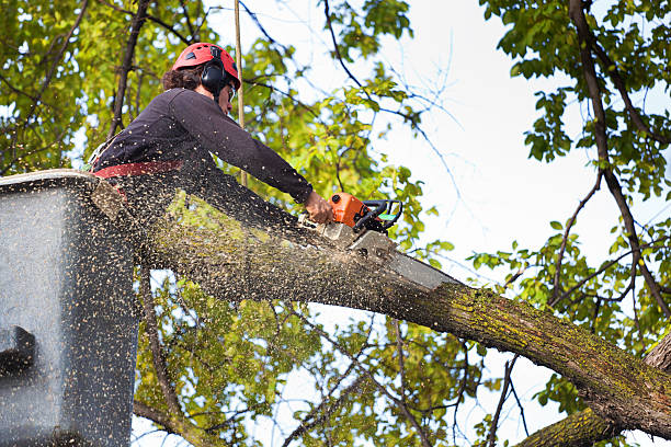 Best Tree Removal  in Moxee, WA